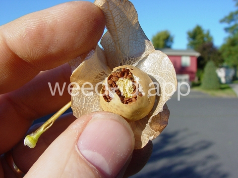 apple-of-Peru